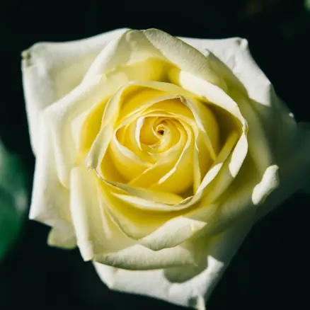 white rose